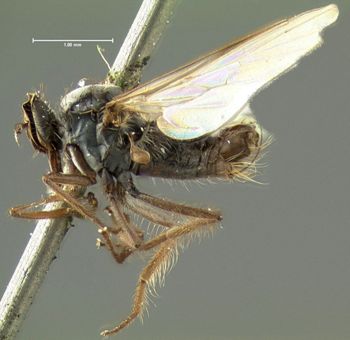 Media type: image;   Entomology 1154 Aspect: habitus lateral view